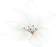 https://spring.am.io.vn/wp-content/uploads/sites/2/2020/12/home_04_flower_01.png